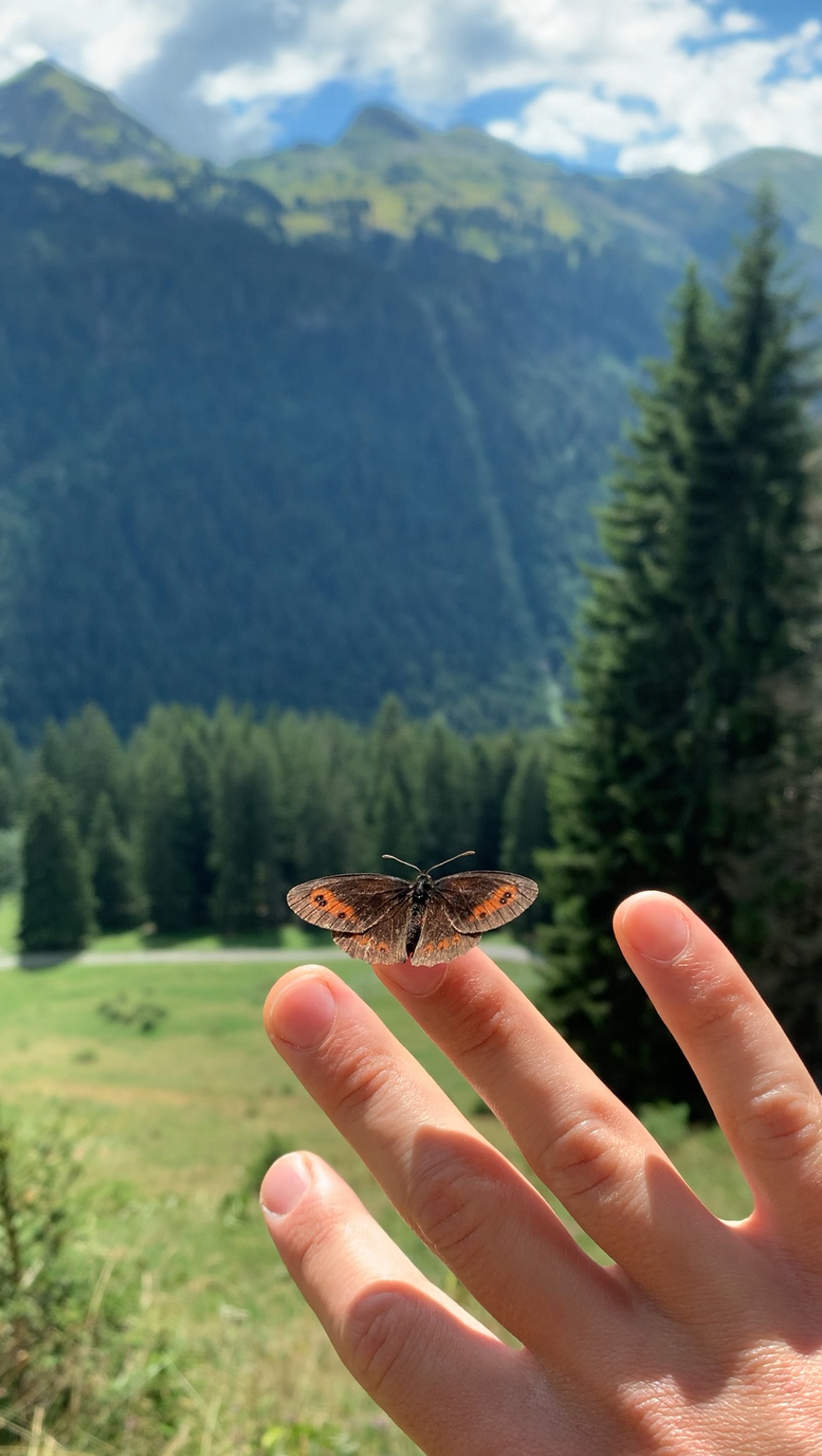 While hiking in the Alps, a buttefly landed on my hand