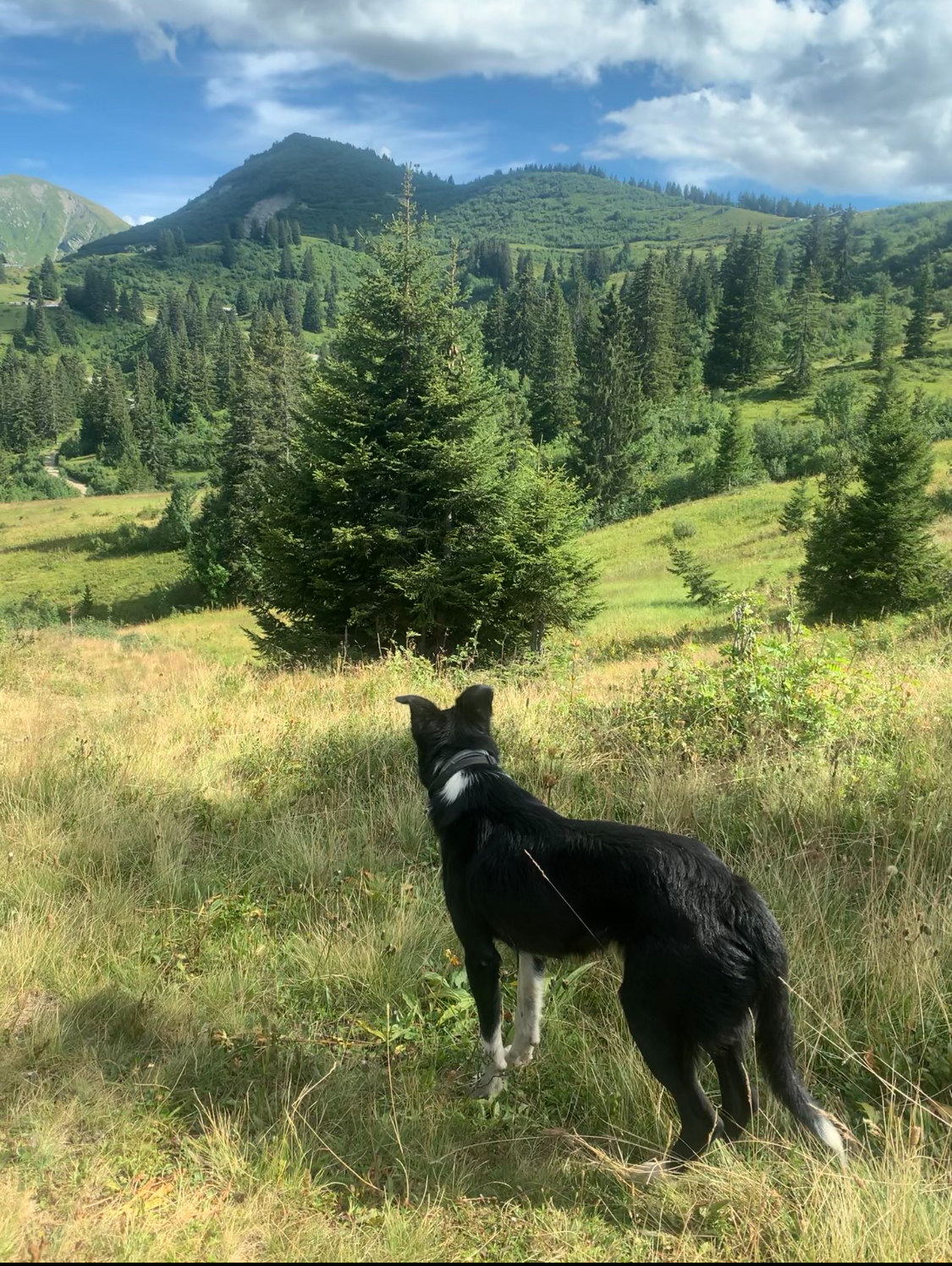 Hiking in the Alps with doggo