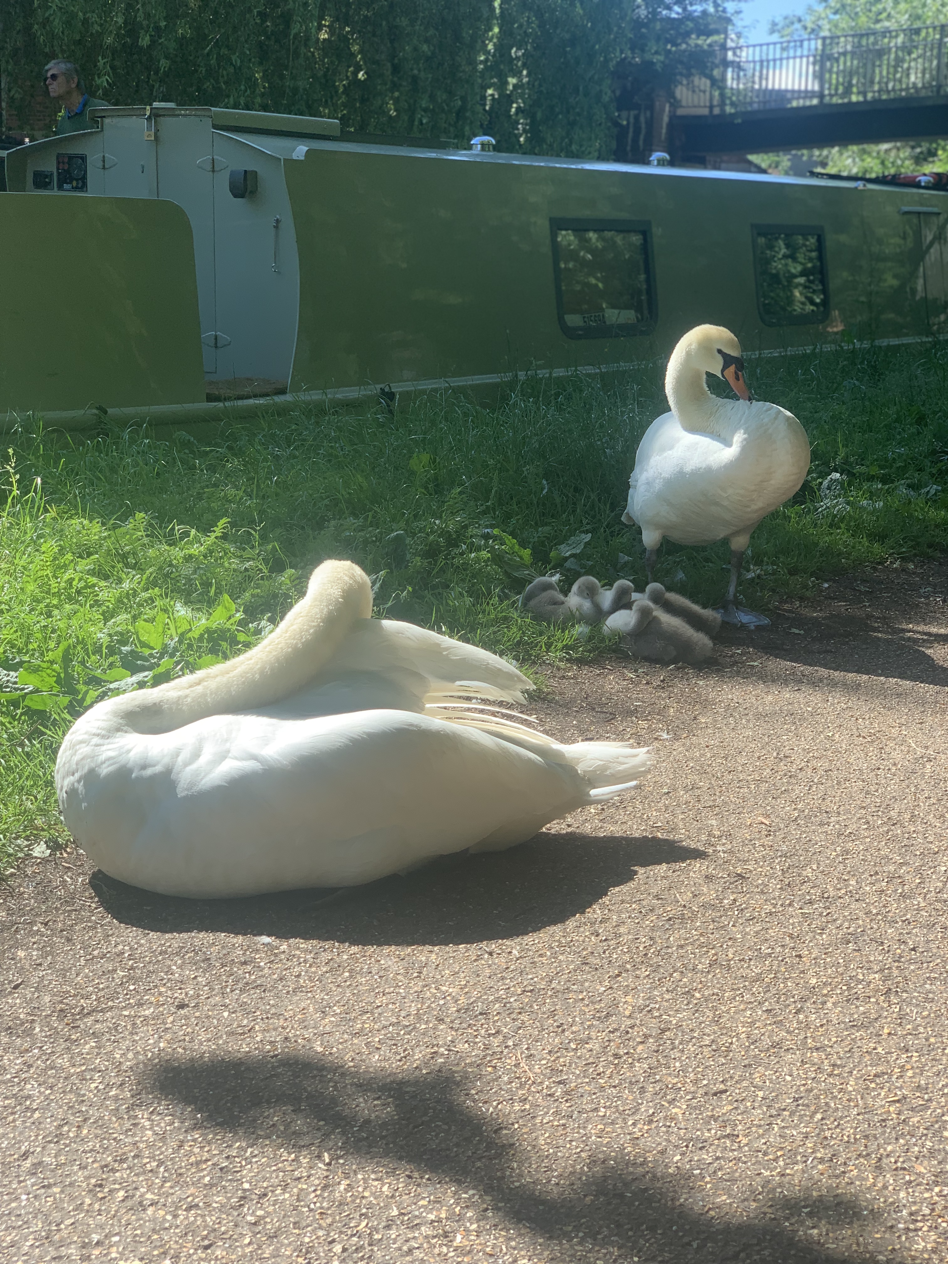 Swans by the Oxford Canal