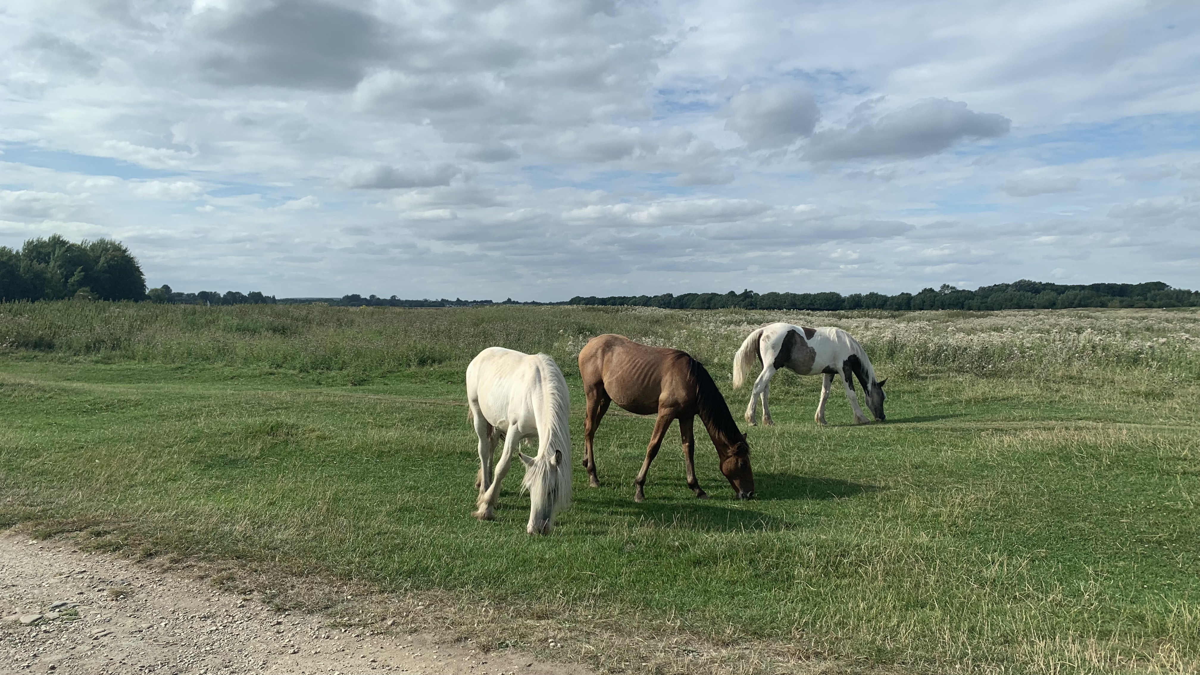 Horses grazing in Port Meadow, Oxford